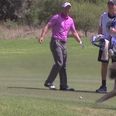 VIDEO: Luke Donald reacts to stray baboon with surprising air of “this always happens”