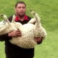 Video: Sheep-herding drill is the best rugby pre-season idea of all time