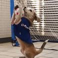 VIDEO: The canine equivalent of Manuel Neuer has been discovered ladies and gentlemen