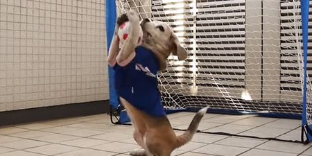 VIDEO: The canine equivalent of Manuel Neuer has been discovered ladies and gentlemen