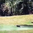 Video: Petrified pro golfer slowly backs away to let racoon take over tee box