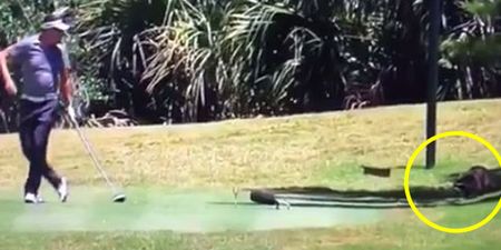 Video: Petrified pro golfer slowly backs away to let racoon take over tee box