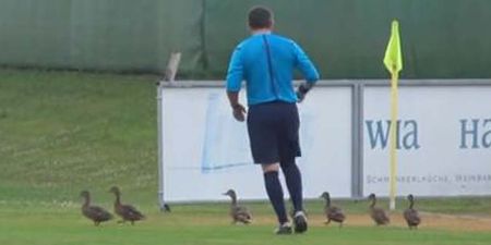 Video: Zenit pre-season friendly temporarily called to a halt due to pitch invading ducks