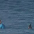 VIDEO: Surfer punches shark to avoid leg being chewed off on live TV