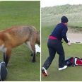 VIDEO: Man lets fox snoop around his bag in Louth golf course, fox steals man’s wallet