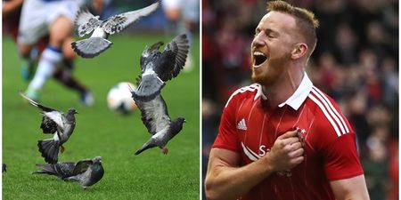 Unfortunate pigeon delays Adam Rooney and Jonny Hayes’ Europa League adventures