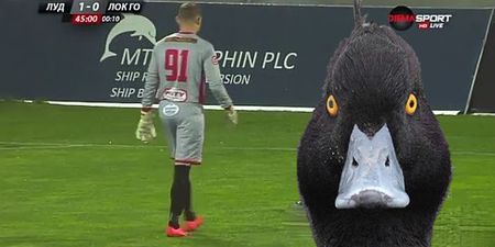 Watch Bulgarian keeper come off second best in a battle with a rogue duck