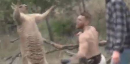 WATCH: Conor McGregor brutally beating dog-hating kangaroo makes us grateful for the internet’s existence
