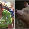 Ireland’s greatest ever cyclist collides with a pig… it ends well for neither