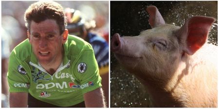 Ireland’s greatest ever cyclist collides with a pig… it ends well for neither