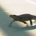 WATCH: Iguana invades Miami Open, causes absolute havoc, stars in incredible selfie