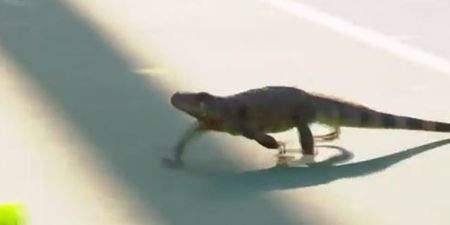 WATCH: Iguana invades Miami Open, causes absolute havoc, stars in incredible selfie
