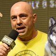 Joe Rogan hilariously describes the difference between fighting a wolf and a dog