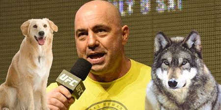Joe Rogan hilariously describes the difference between fighting a wolf and a dog