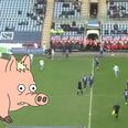 WATCH: Match in England delayed due to ‘pig’ pitch invasion