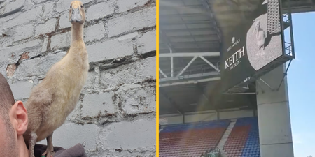 Wigan fans observe minute’s applause for deceased pet duck called Keith