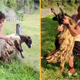 Honey Badger to the rescue as he saves sheep stuck in barbed-wire fence