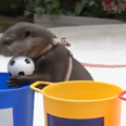 Clairvoyant otter predicted Japan’s World Cup win over Germany