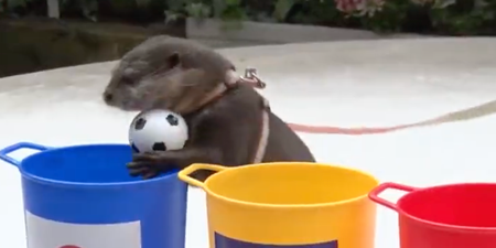 Clairvoyant otter predicted Japan’s World Cup win over Germany